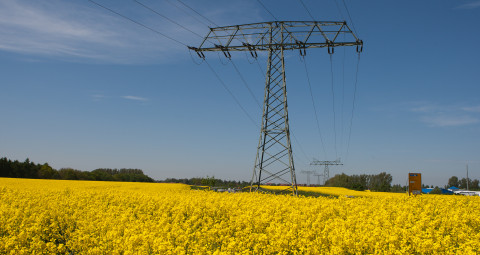 Hochspannungsleitung über einem gelben Rapsfeld unter blauem Himmel.