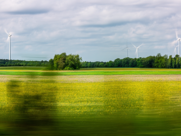 Grünes Feld mit gelben Blumen und Windkraftanlagen unter bewölktem Himmel.