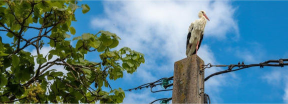 Ein Storch sitzt auf einem Pfosten, umgeben von grünen Blättern und blauem Himmel mit wenigen Wolken.