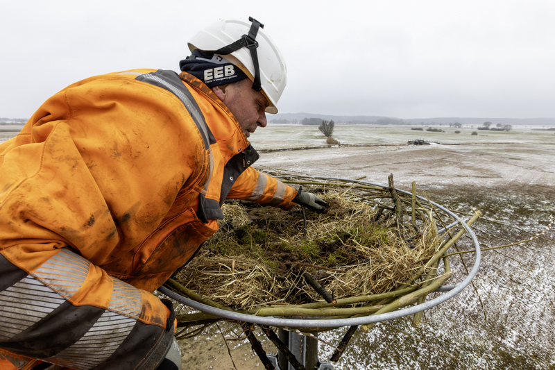 Mitarbeiter Heiko Haase legt als Nistuntergrund für die Fischadler Äste, Stroh und Rasensoden in den Horst. Foto: WEMAG/Stephan Rudolph-Kramer